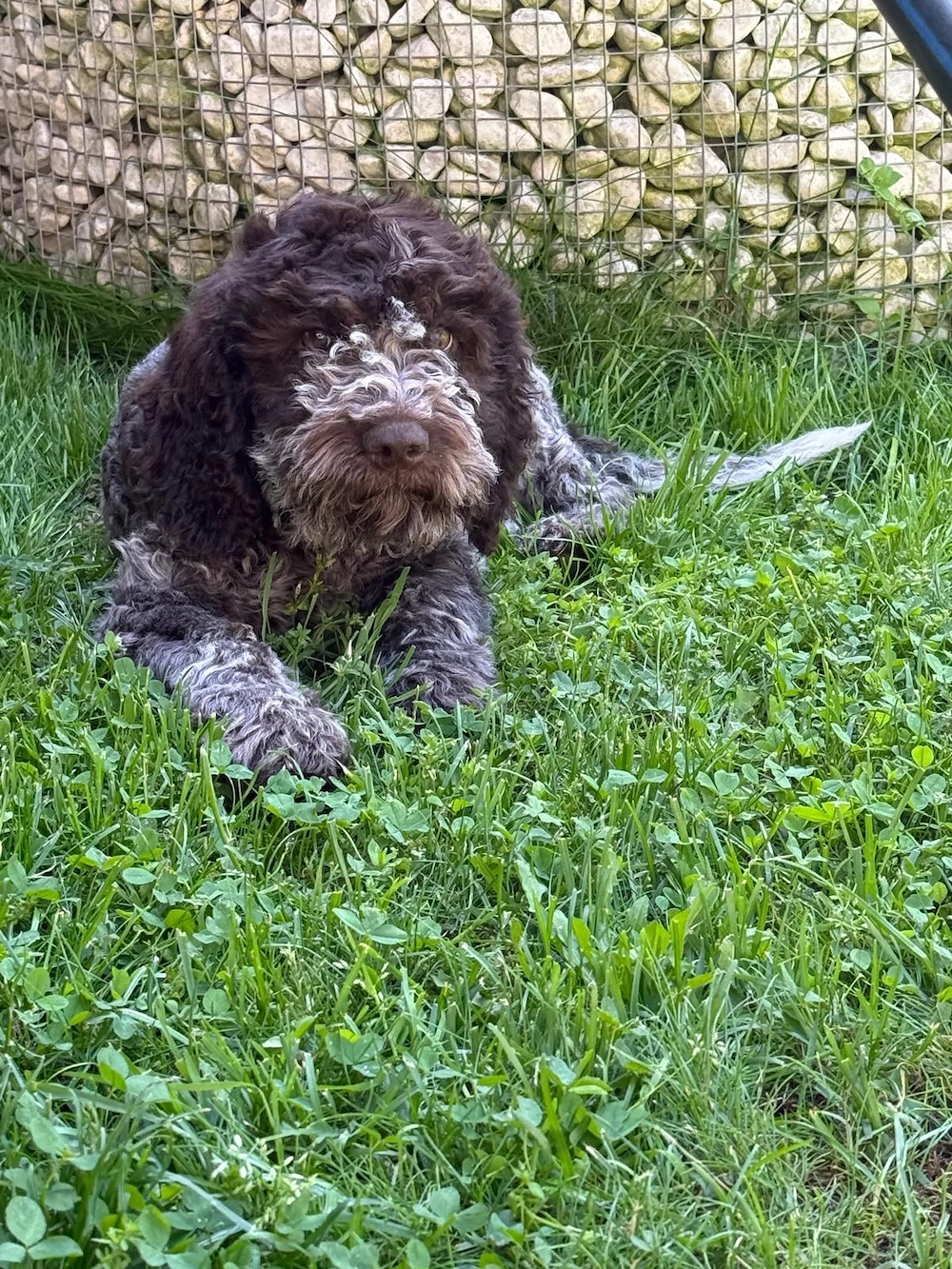 Lagotto romagnolo Welpen 