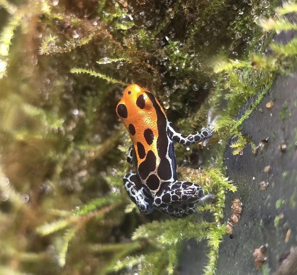 Ranitomeya amazonica "Arena Blanca"