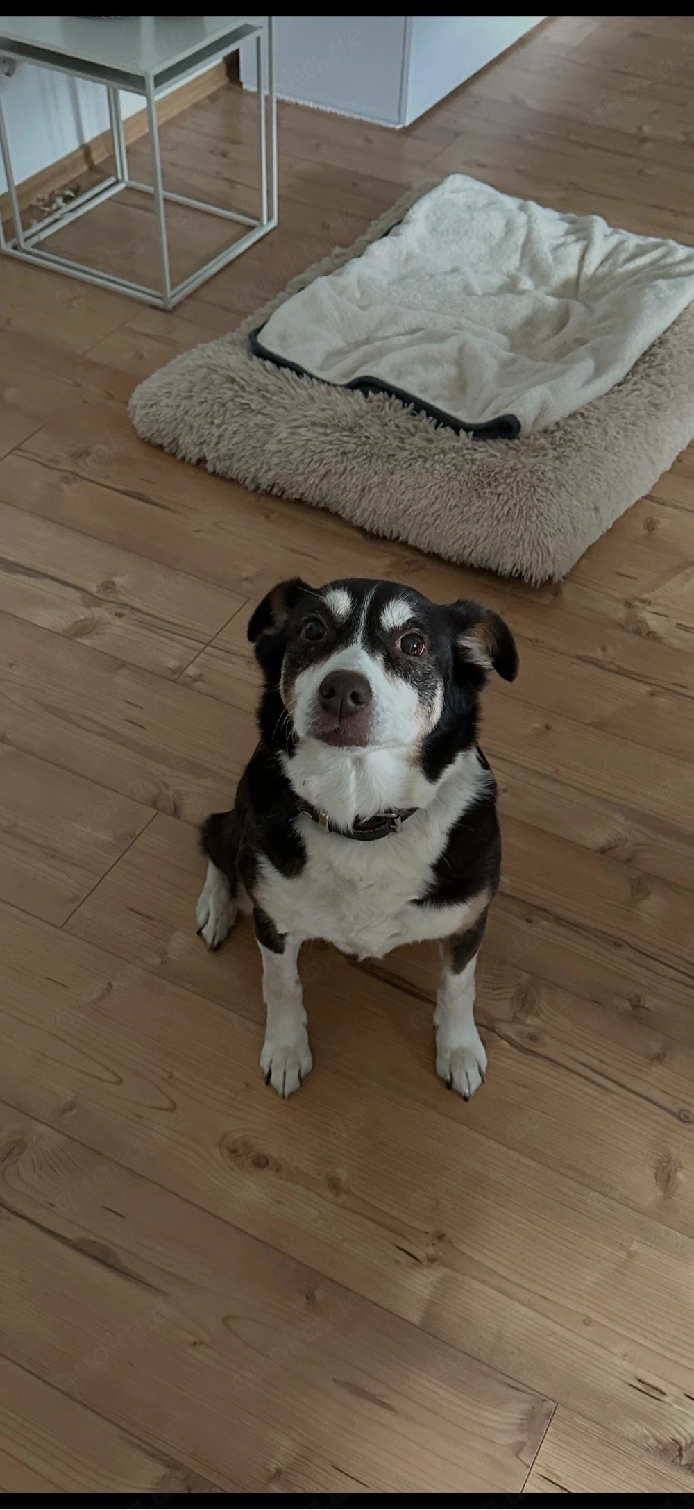 Luna (14,w) sucht ein neues Zuhause