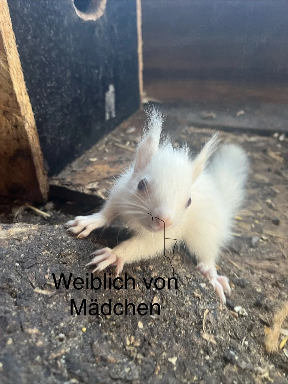 eichhörnchen zu verkaufen