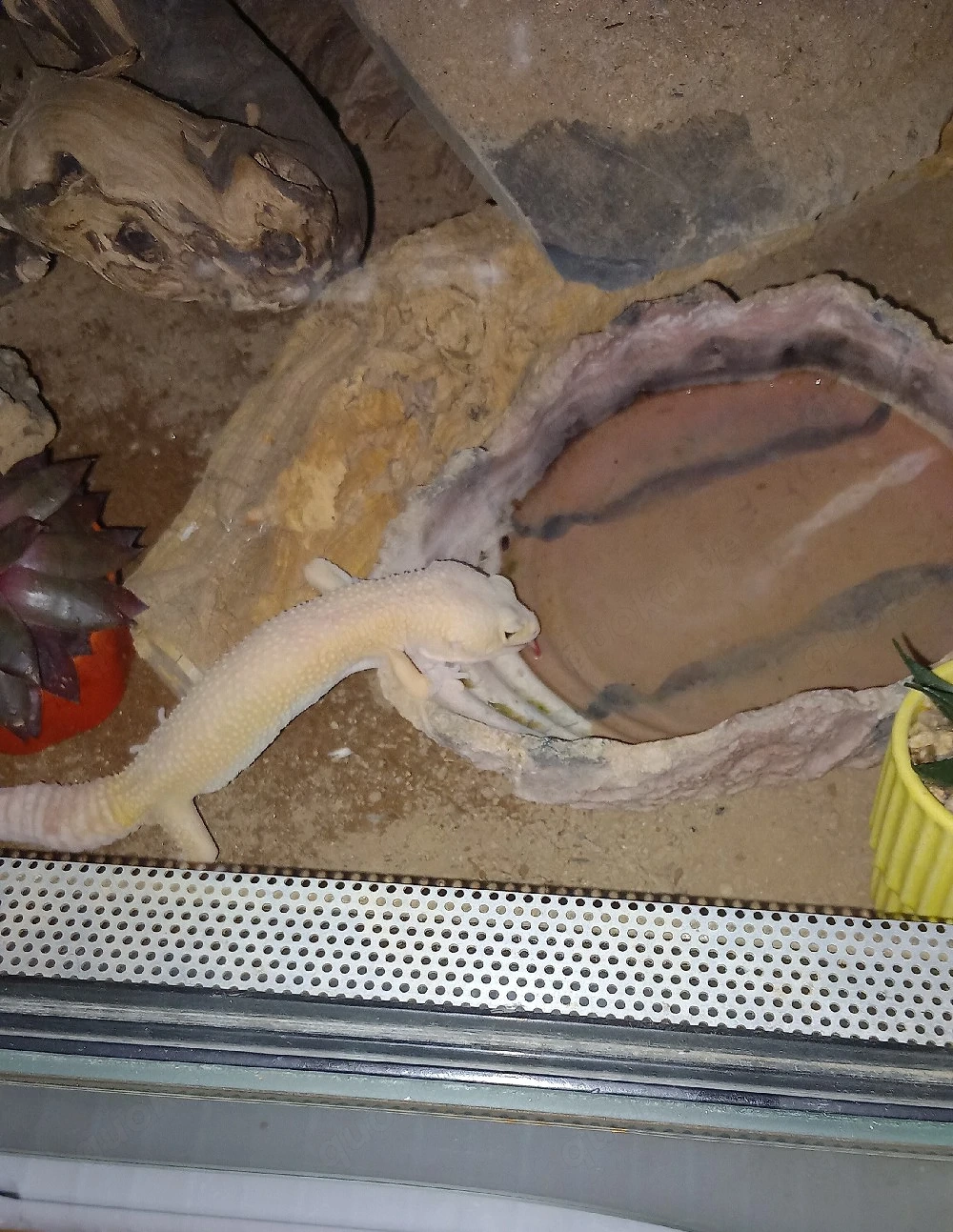 Leopardengecko abzugeben