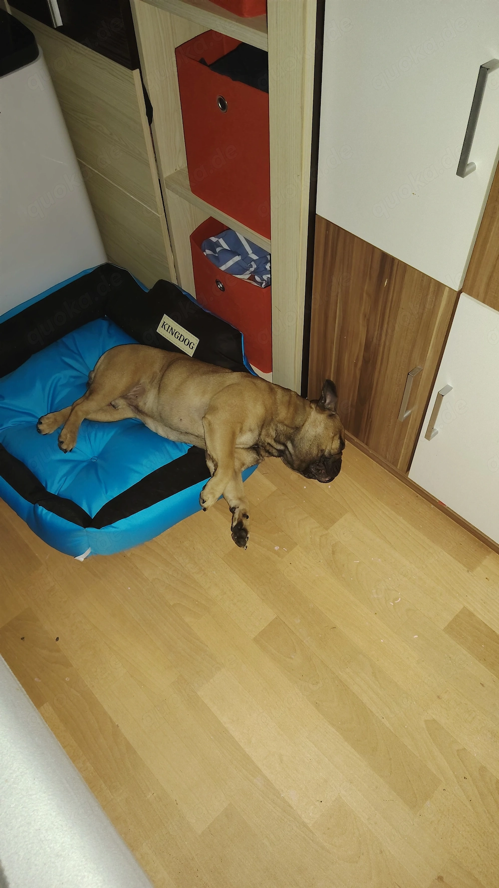 Hund abzugeben in Liebe volle Hände 
