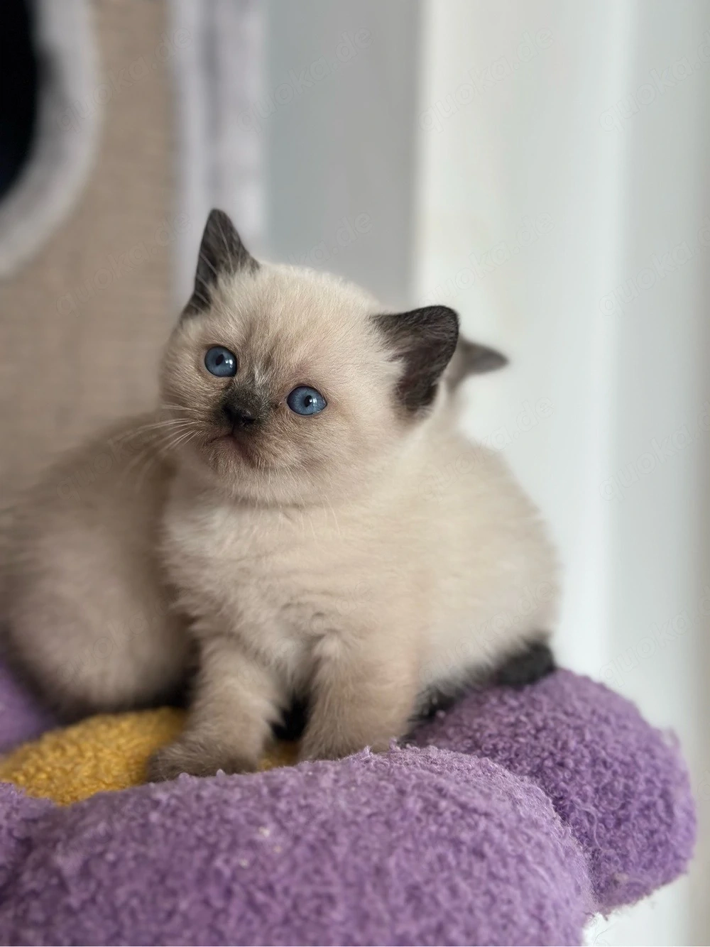 BKH Kitten *Abgabebereit*