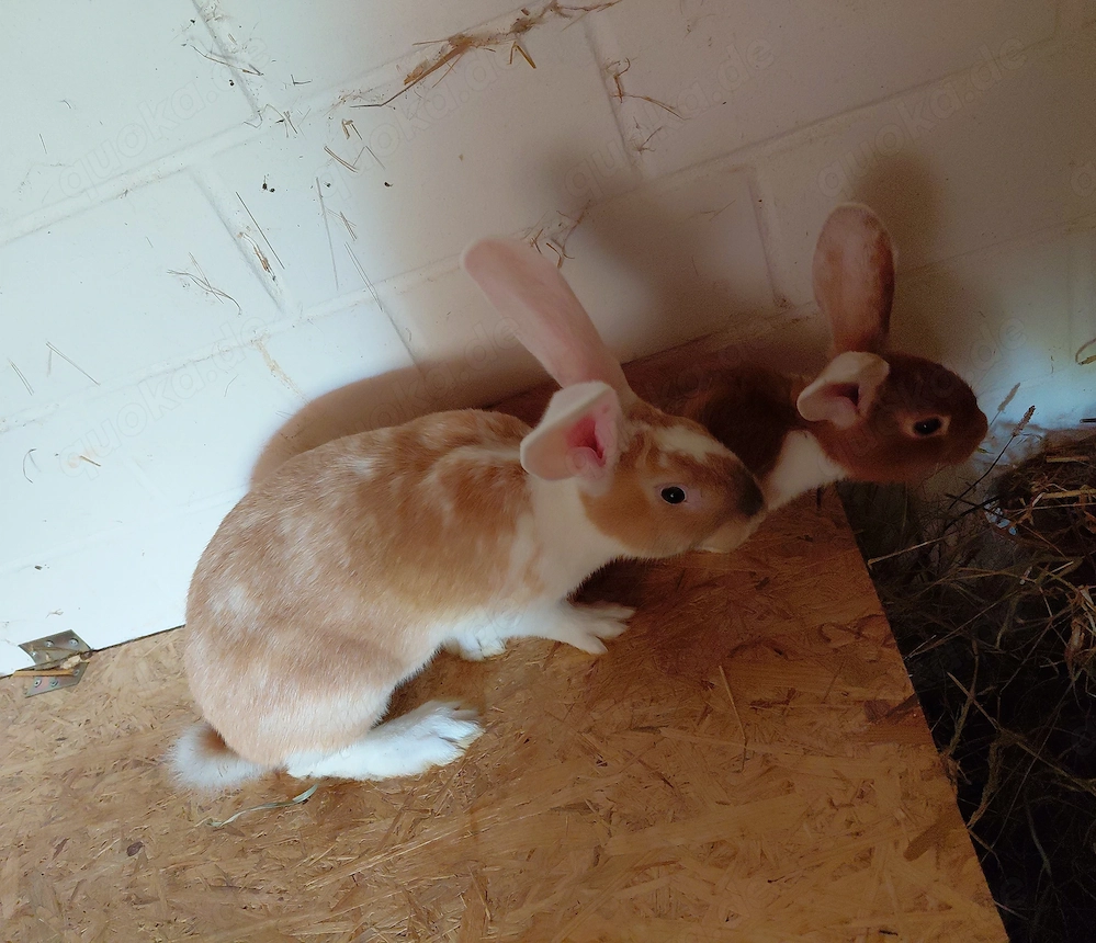 Kaninchen. Junge Rammler von Ende Februar