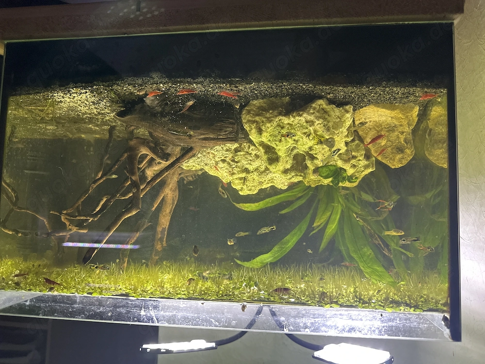 Aquarium dringend abzugeben 