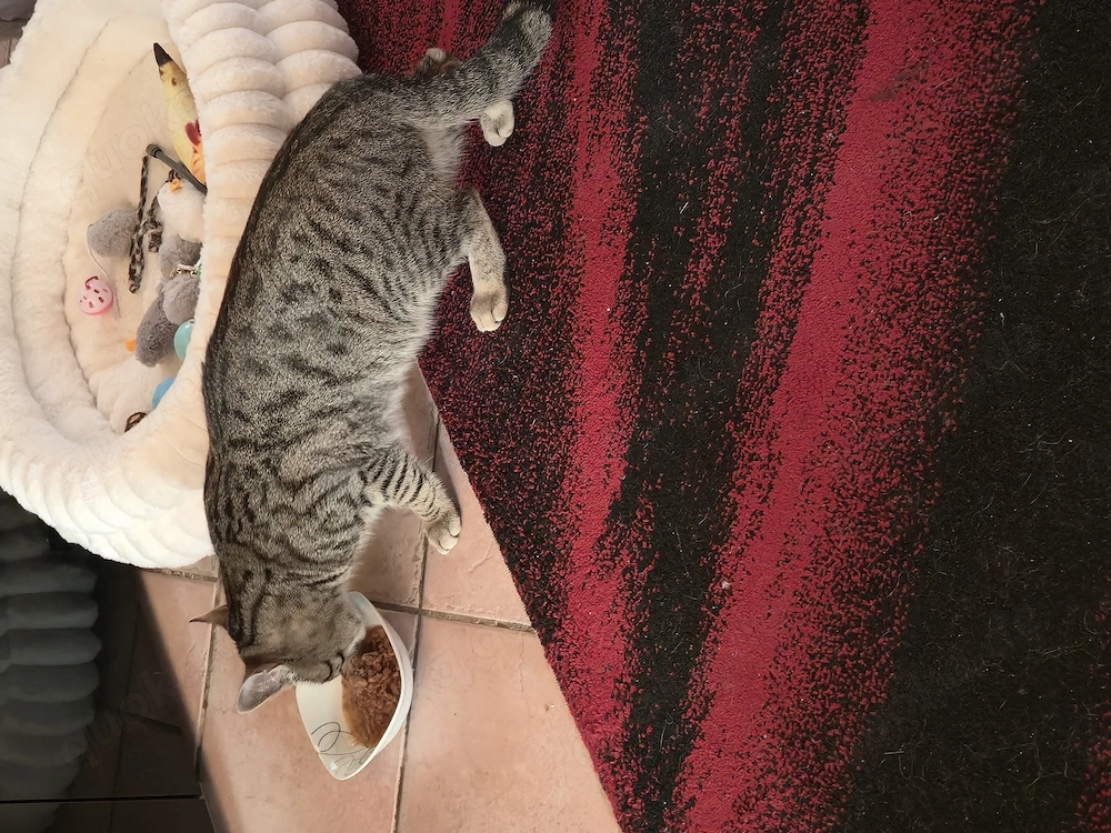 Europäischer kurzhaar Kater