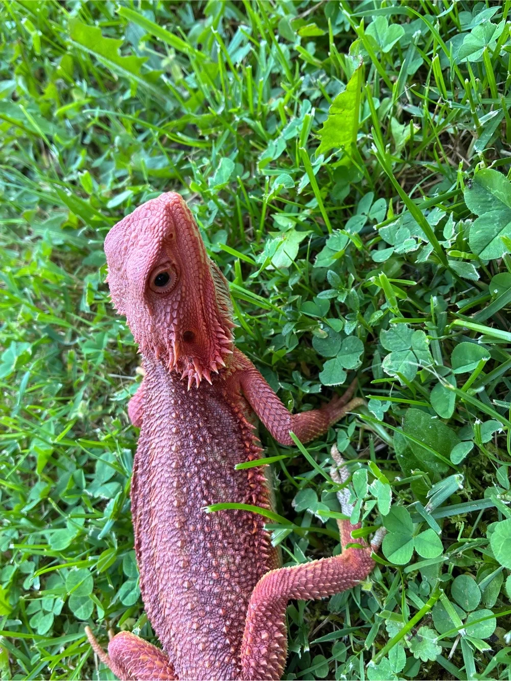 Bartagamen Männchen