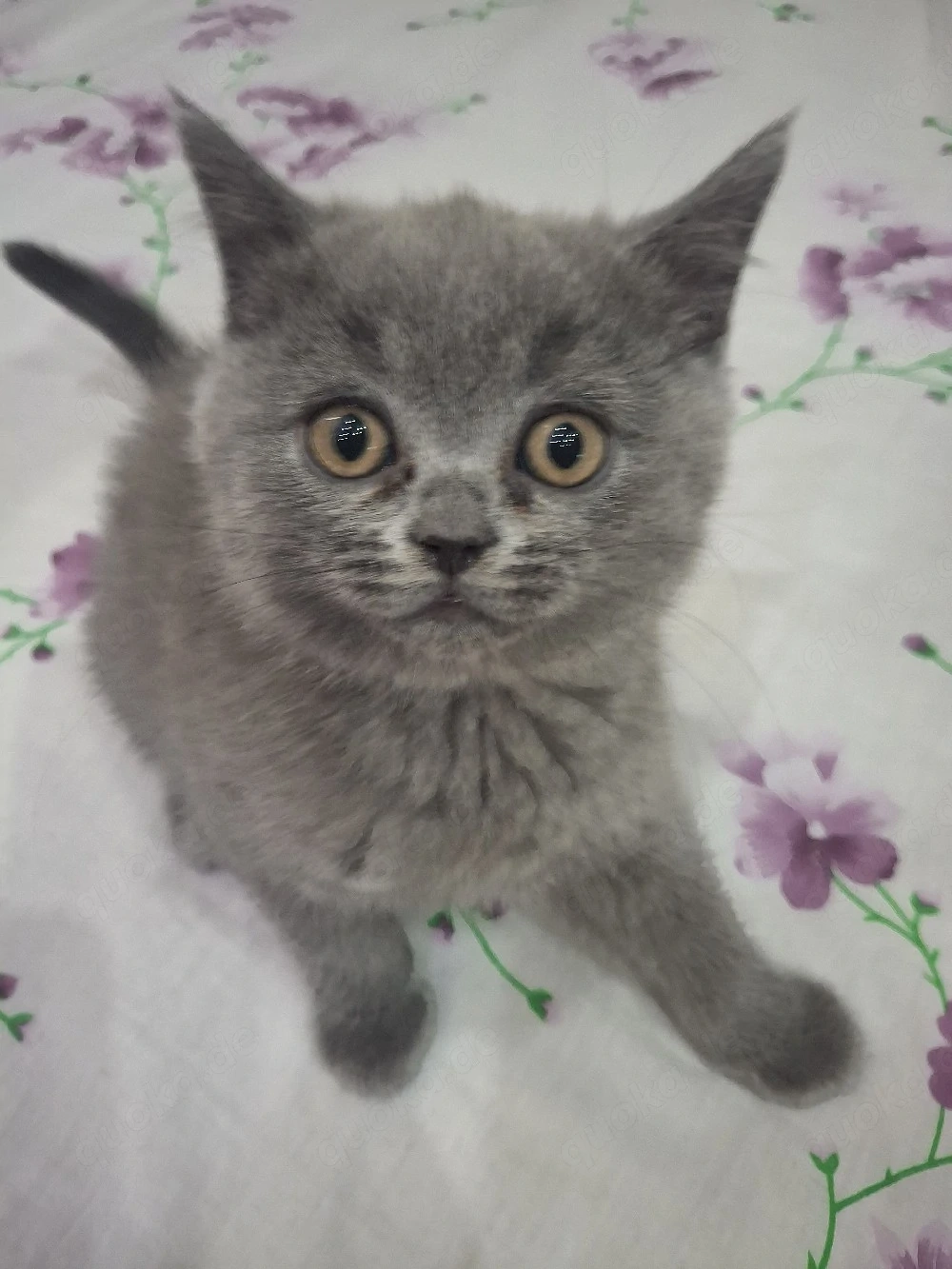 kittenbabys 11 Wochen jung 