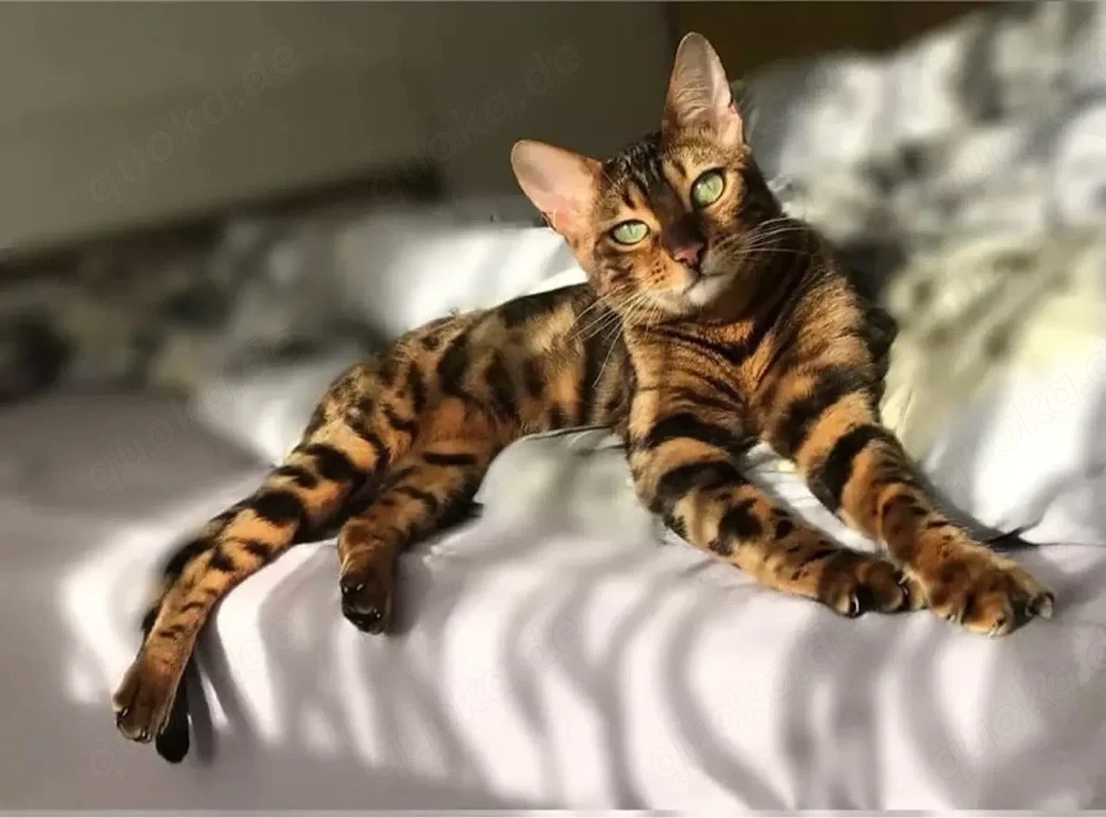 Wunderschöne, liebevolle Bengalkatze sucht ein neues, fürsorgliches Zuhause