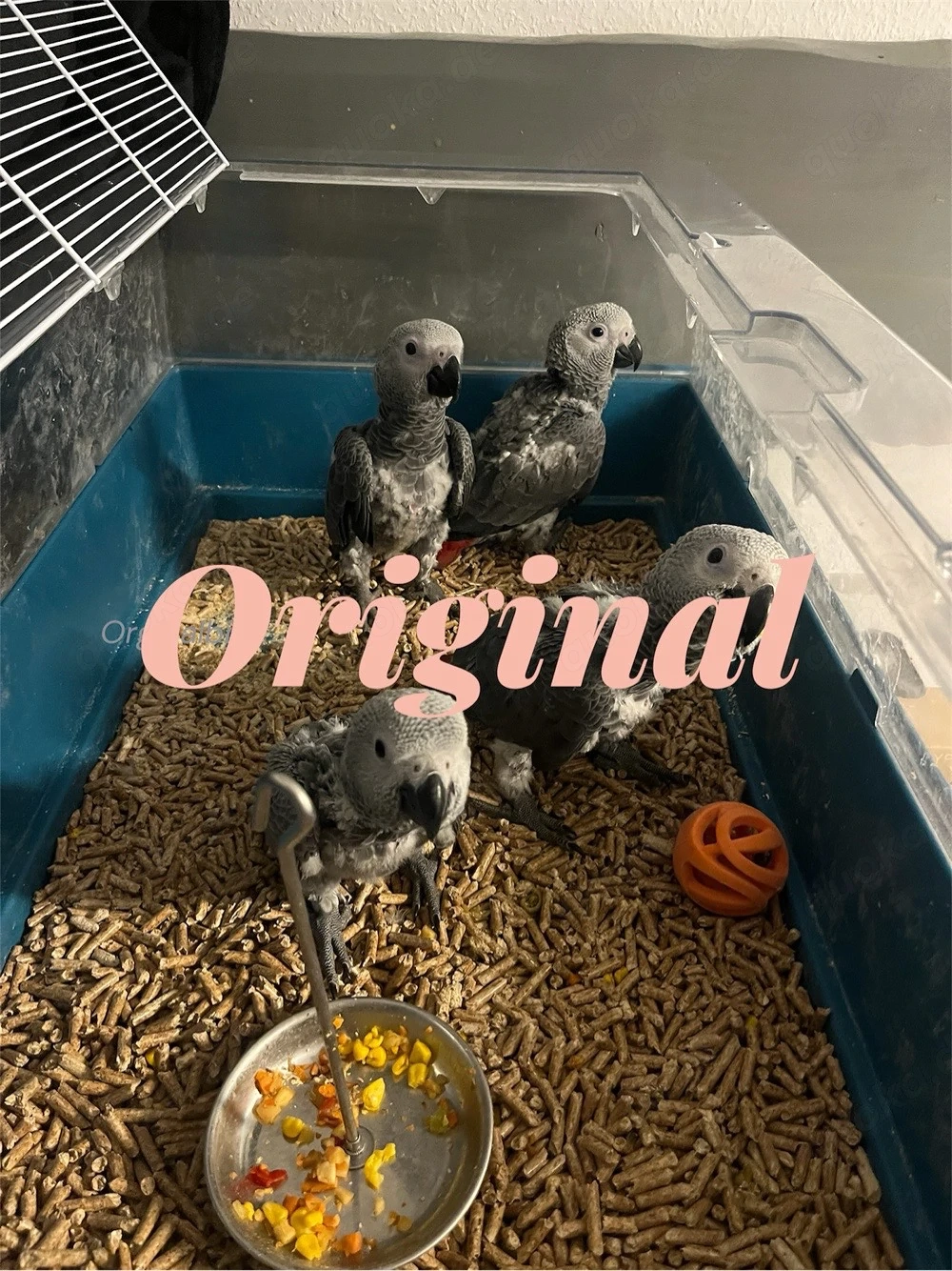 Kongo Graupapageienbabys Handaufzucht 