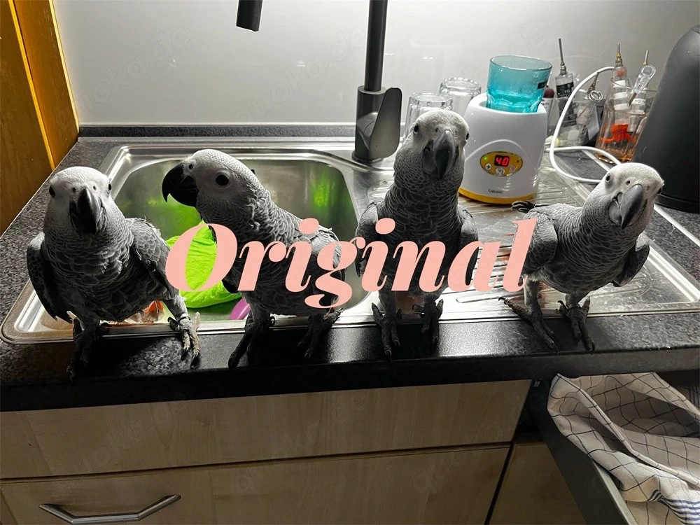 Graupapageienbabys Handaufzucht 