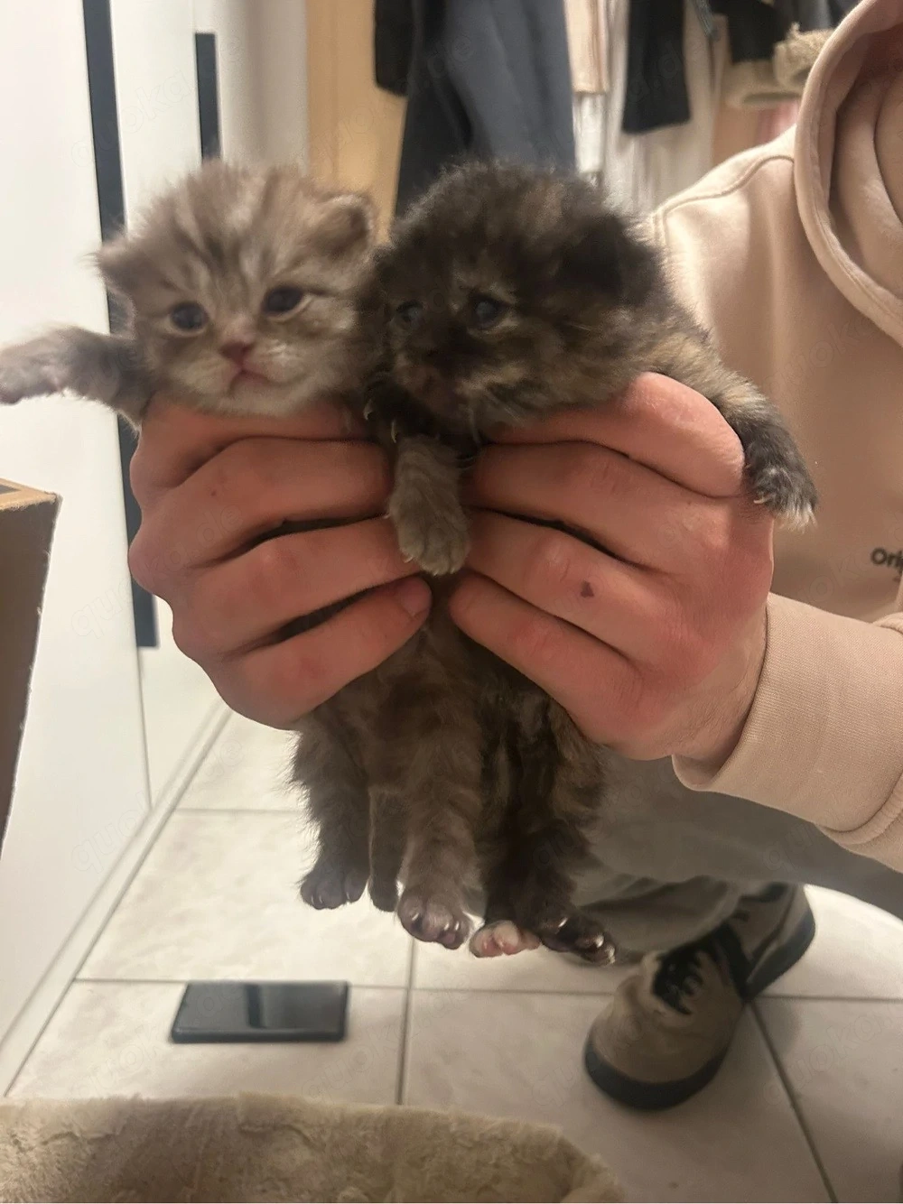britisch kurzhaar katzen