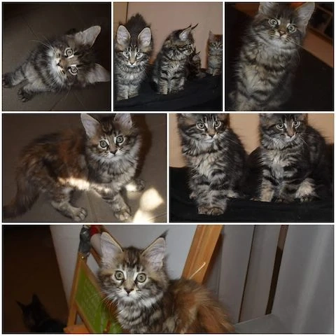 reinrassigen Maine Coon Kitten's 
