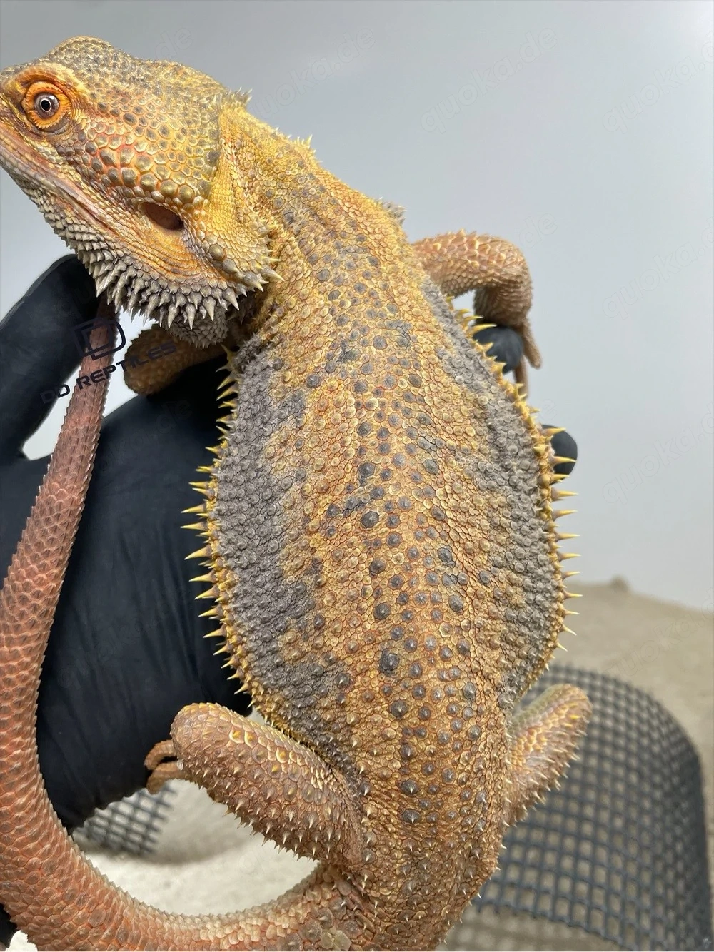 Bartagamen Männchen (Pogona vitticeps) Hypo Dunner high blue Tiger USA IMPORT PROVEN BREEDER
