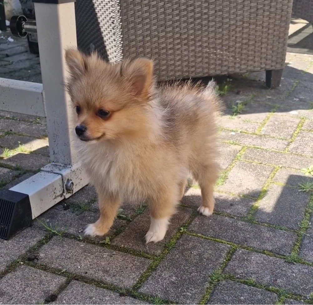 Pomeranian Zwergspitz