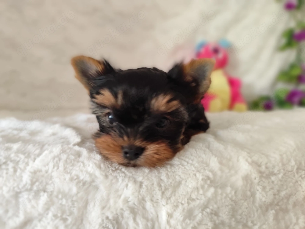 Hübsche Yorkshire Terrier Welpen