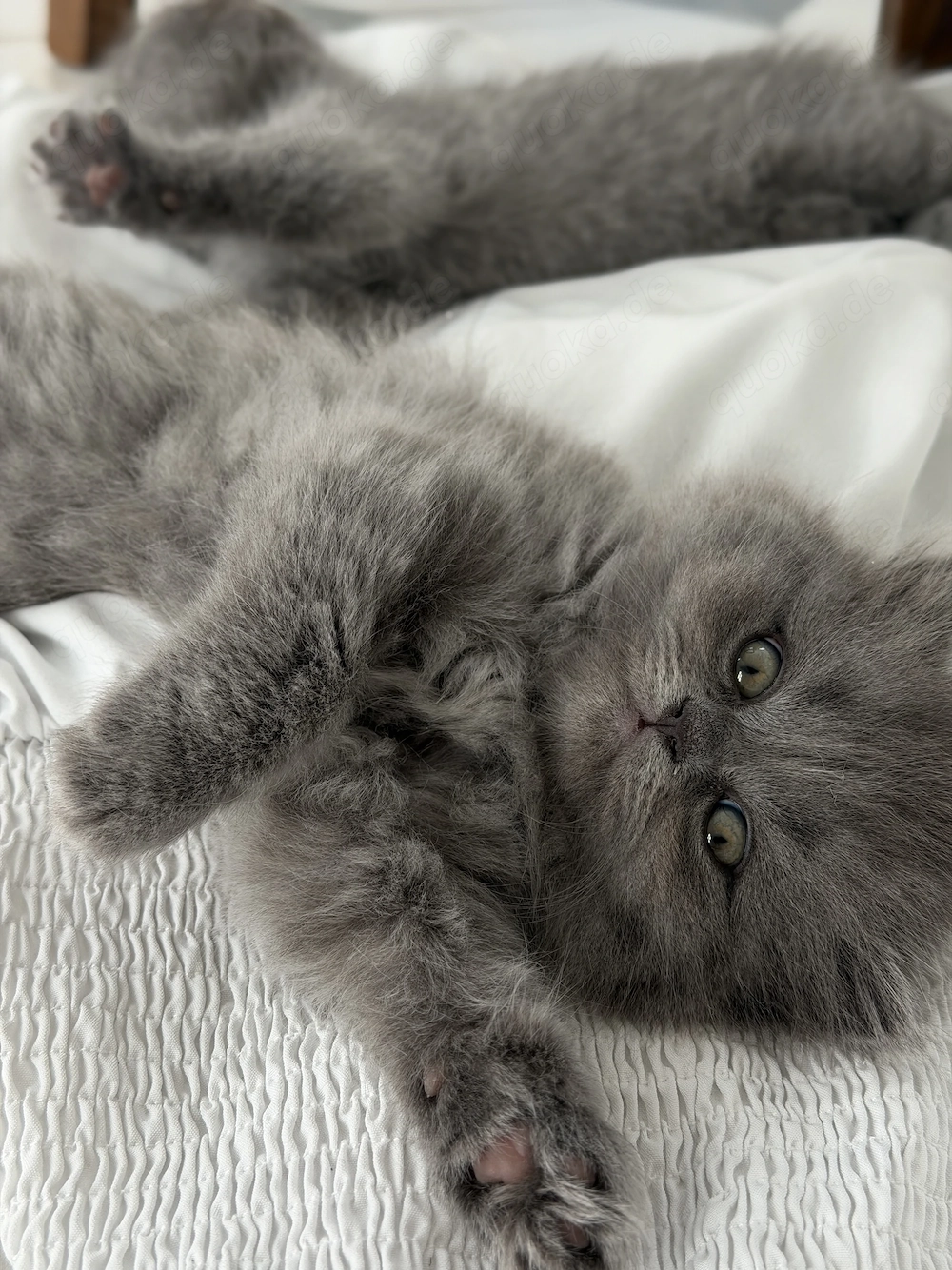 Katze Kitten BKH  