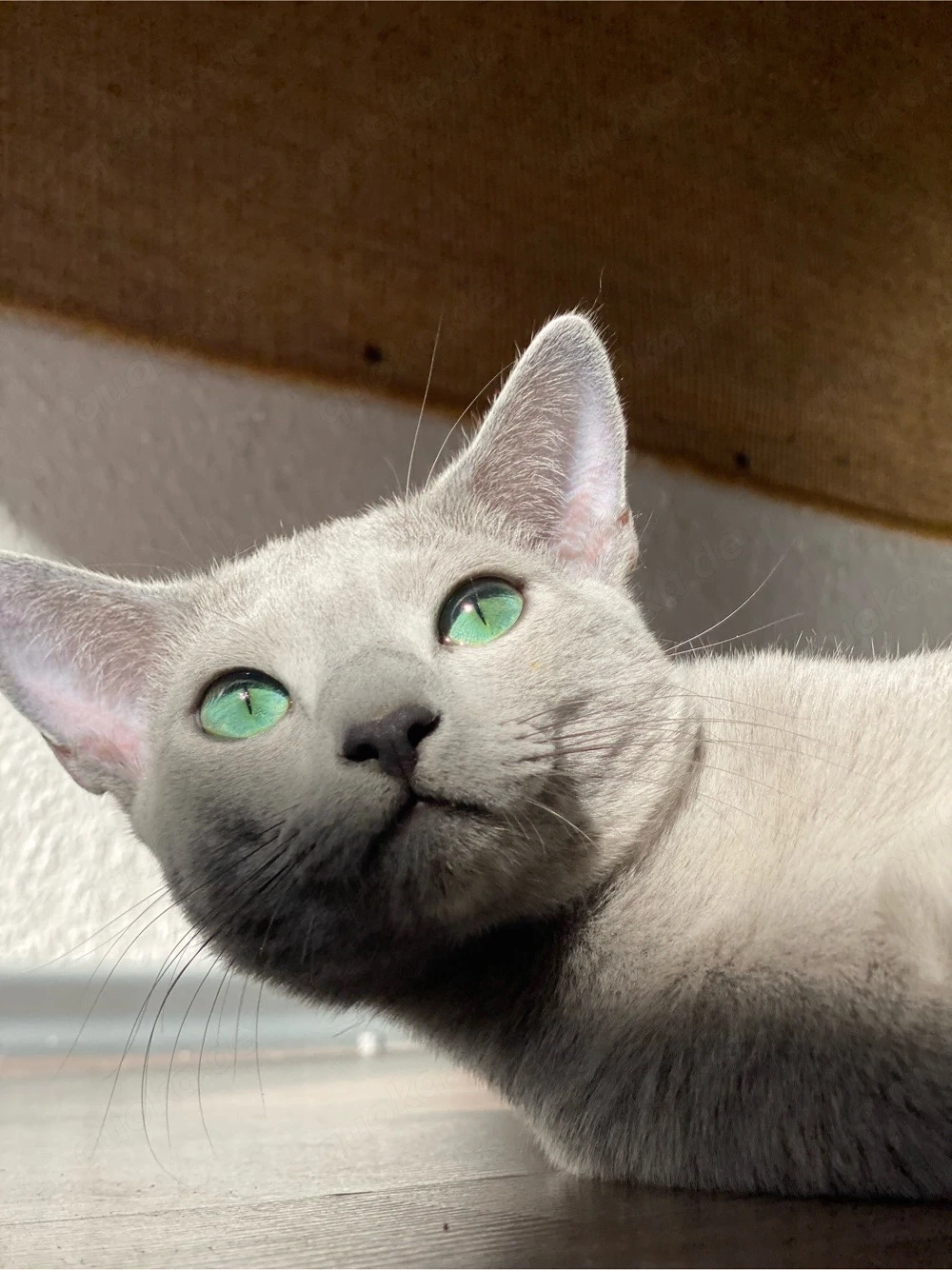 Russisch Blau Kitten aus exklusiver Liebhaberzucht- Abgabe ab Sommer 2026