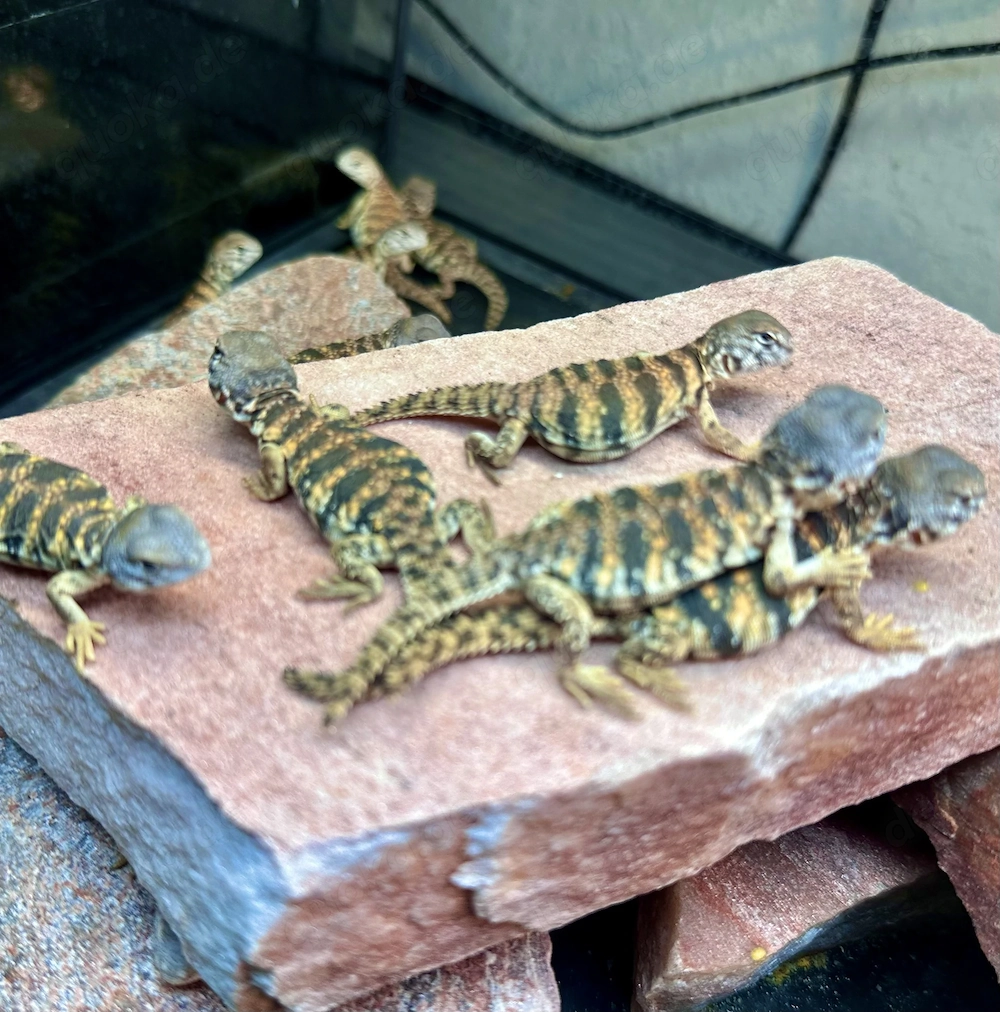 Uromastyx geyri rot orange NZ 5 26