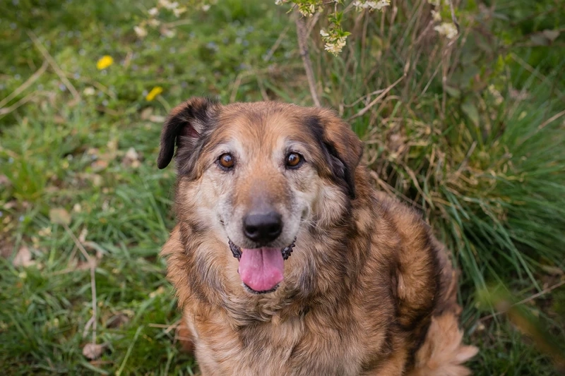 *MICK* Der Senior genießt sein neues Leben. Er ist momentan noch etwas zurückhaltend