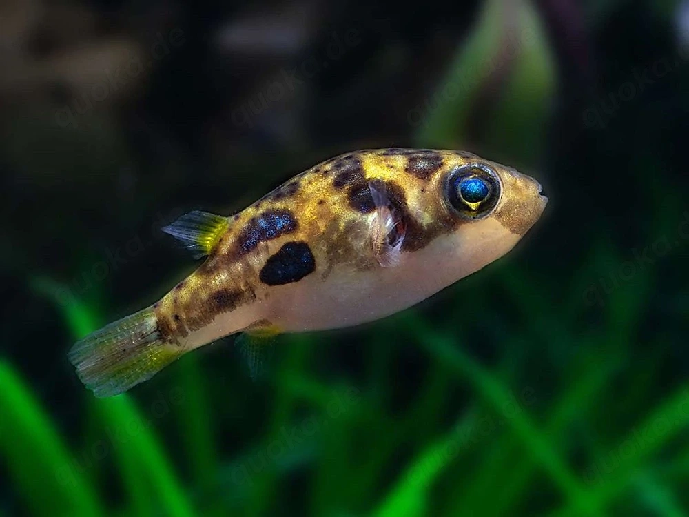 Erbsen kugel fisch 