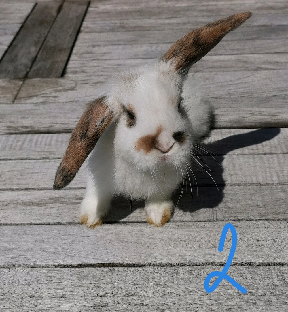 Zwergwidder 9 Wochen alt, Hasen, Kaninchen, Zwerghasen 