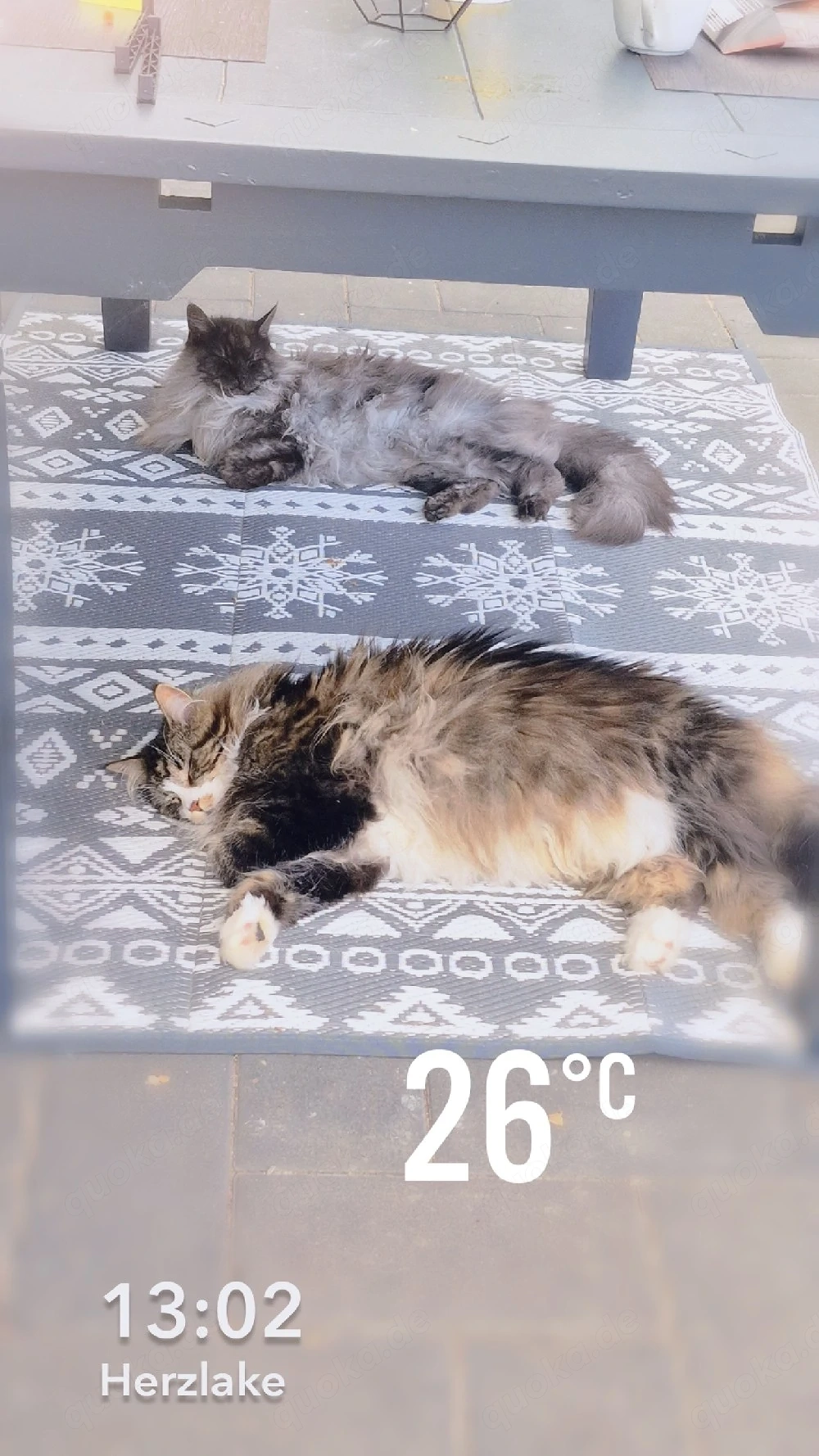 Suche Main Coon Mädchen