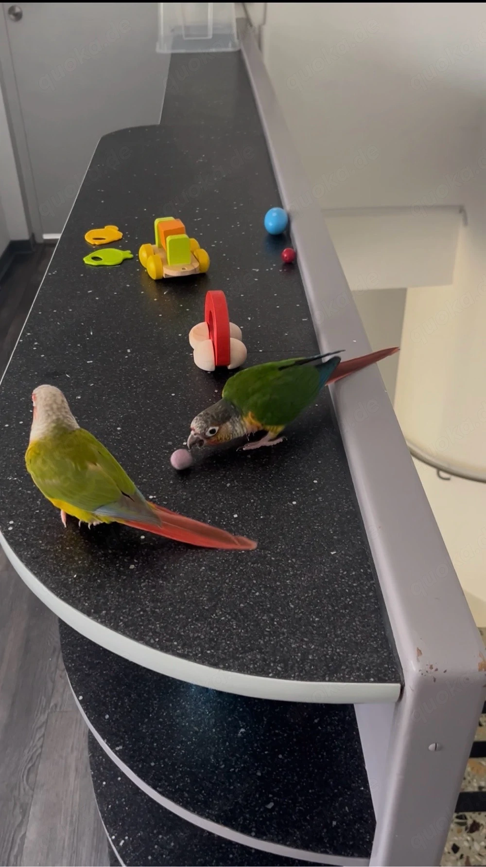 2 Green Cheek Conure abzugeben (nur zusammen)