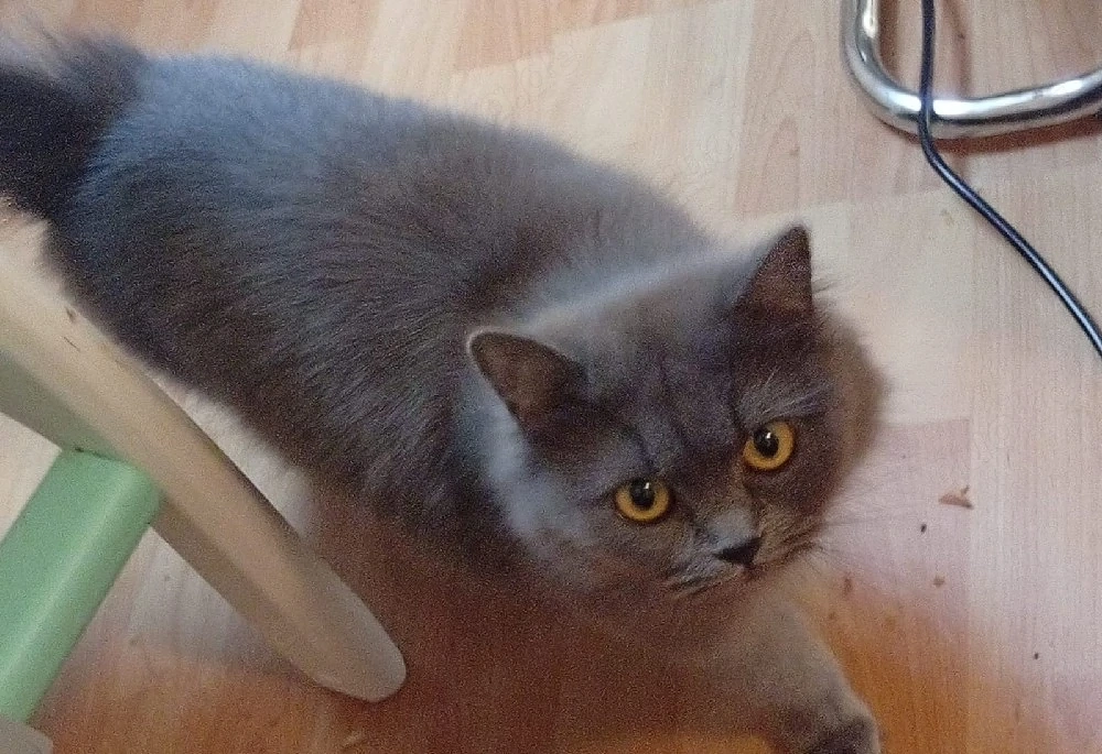 katzen weiblich