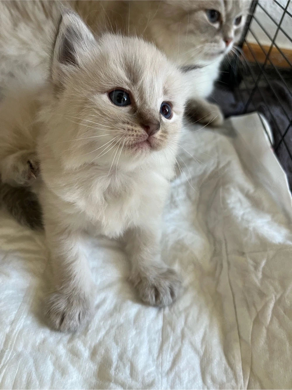 BKH-Kitten suchen ein liebevolles Zuhause