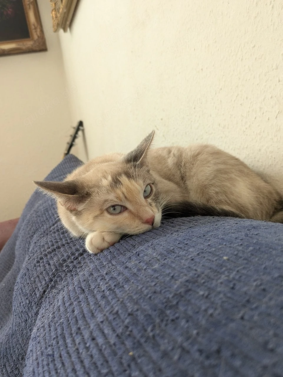 Prinzessin 6 Moante Mix Sibirische waldkatze