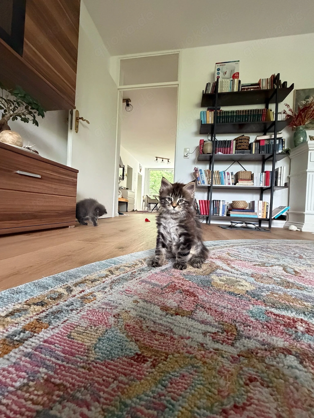 Maine Coon Kitten - bereit für ein liebevolles Zuhause
