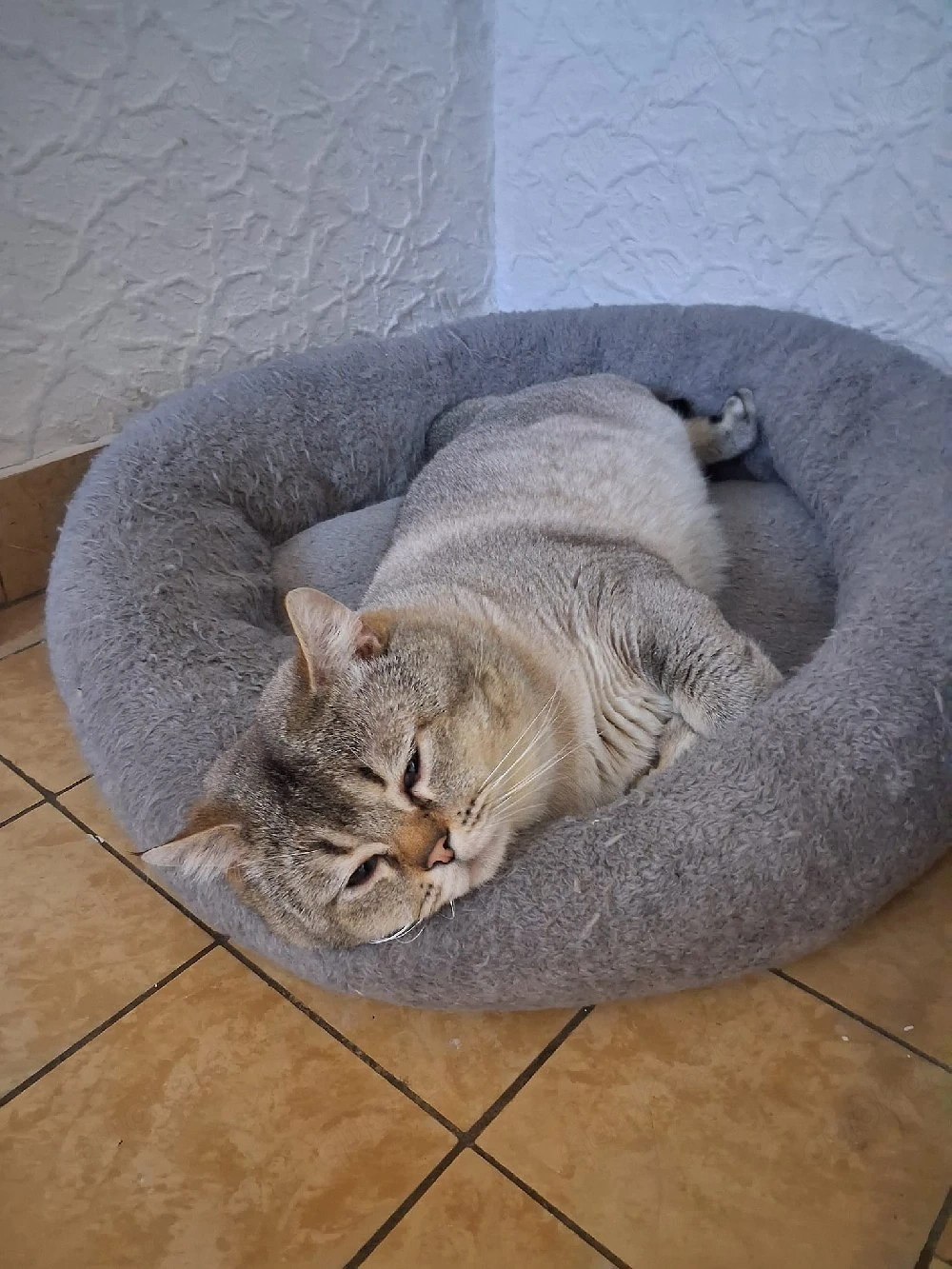 Britisch Kurzhaar Kater
