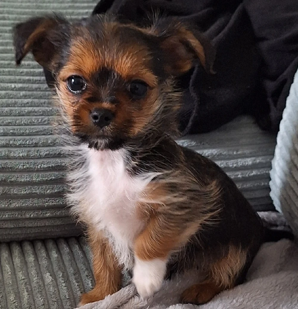Yorkshire Chihuahua Mix 11 Wochen