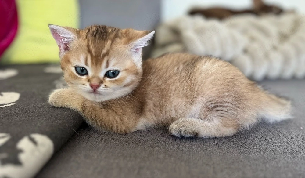 BKH black golden Tabby Kater 9 Wochen Traumfarbe
