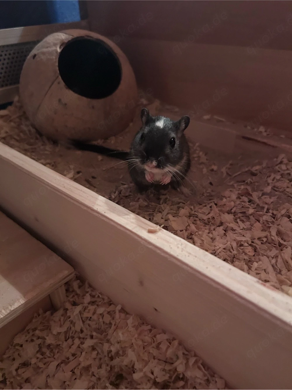 Mongolische Rennmaus (weiblich, geb. April 2025)   zahm, neugierig, nur zur Vergesellschaftung abzug