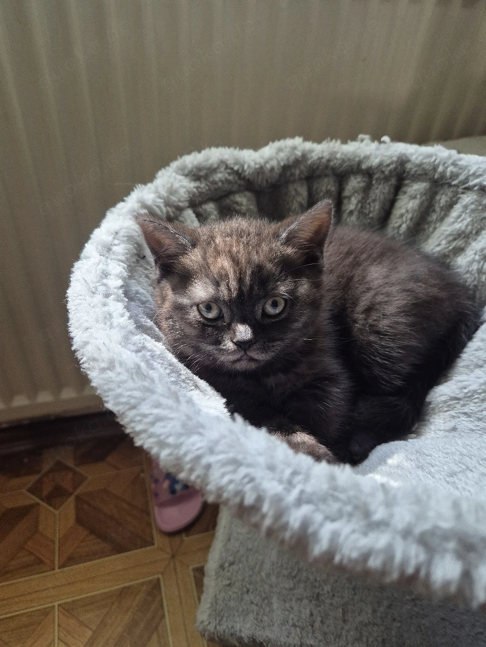 BKH kitten Mädchen