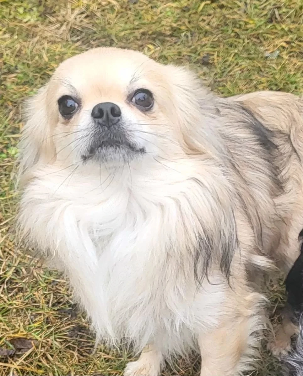 Zwei Chihuahua Welpen suchen ein neues Zuhause. 