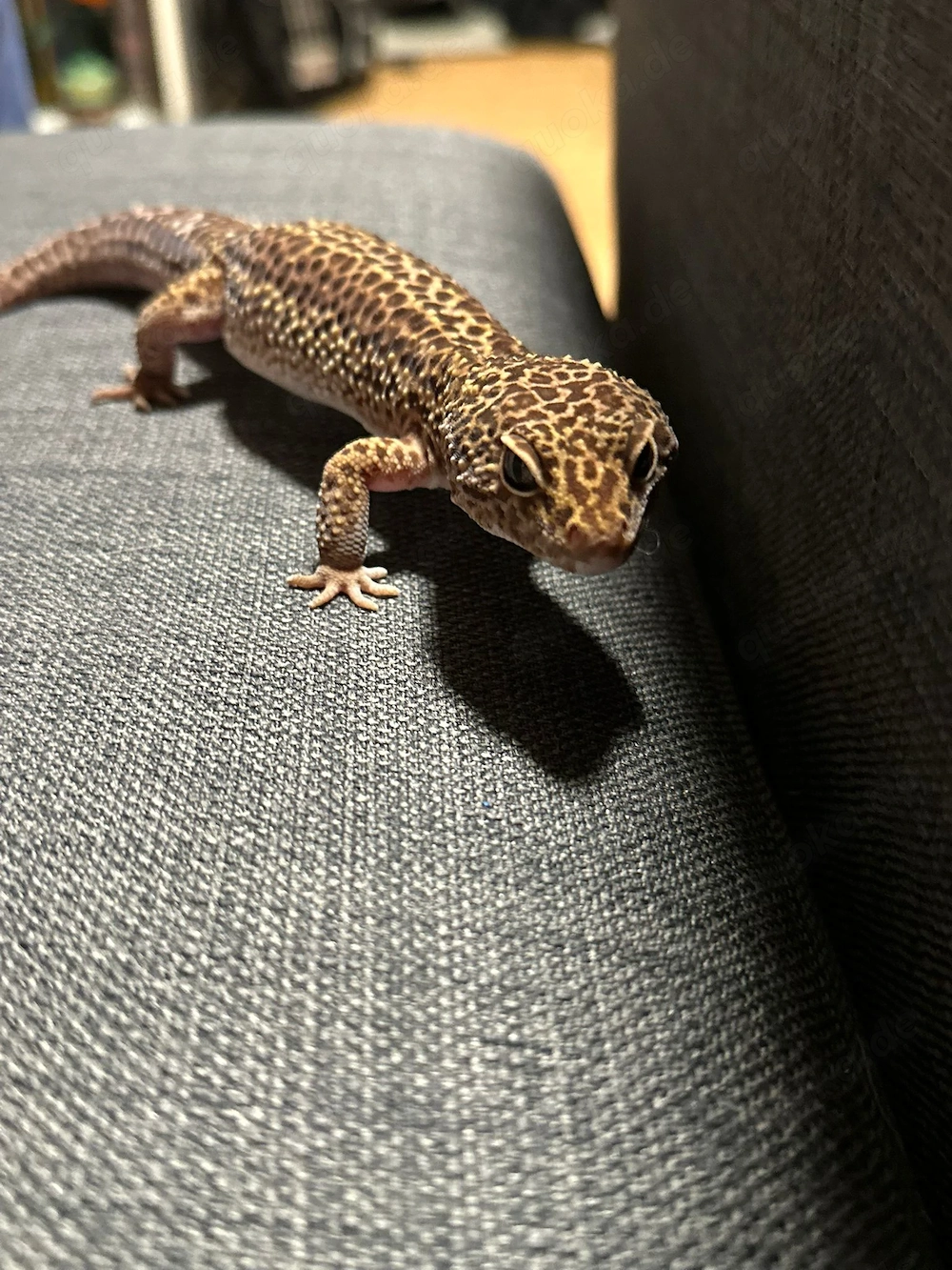 Männlicher Leopard Gecko mit Terrarium abzugeben