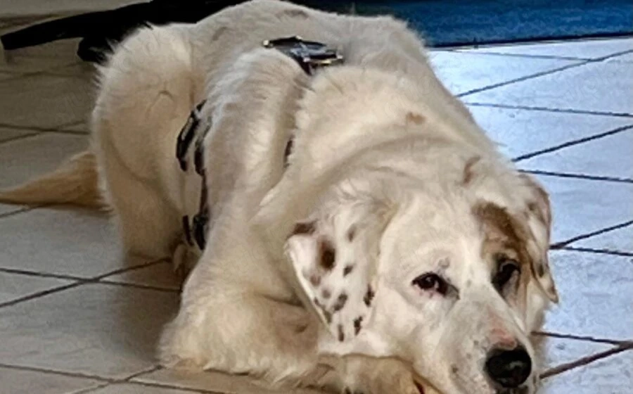 Gina sucht ein Zuhause