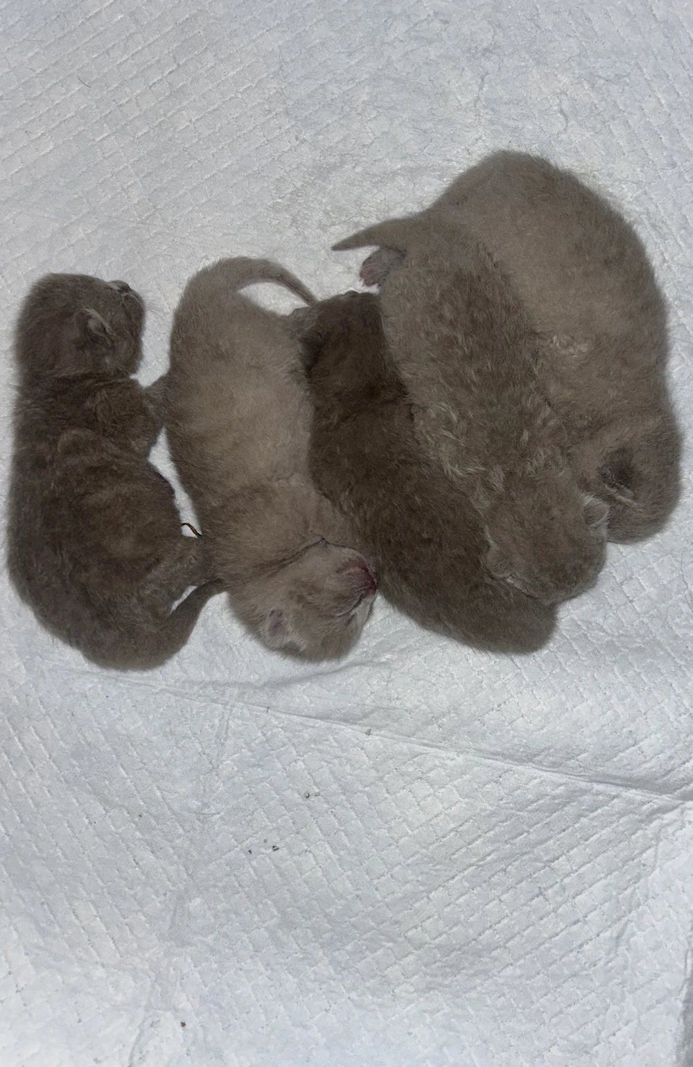  Seltene lilac BKH-Kitten suchen ihr liebevolles Für-Immer-Zuhause 