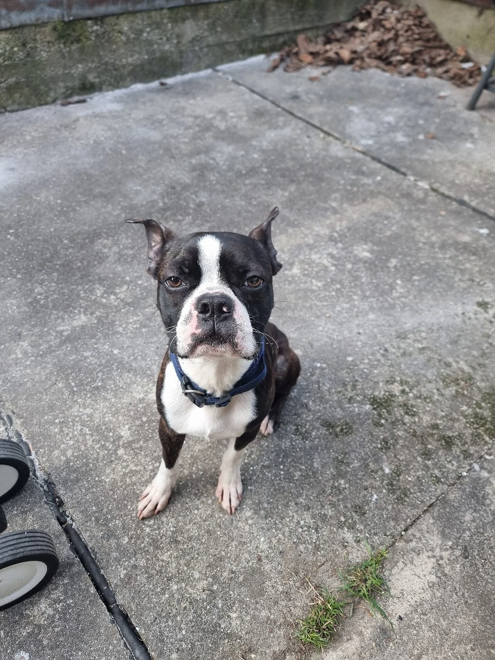 Boston Terrier