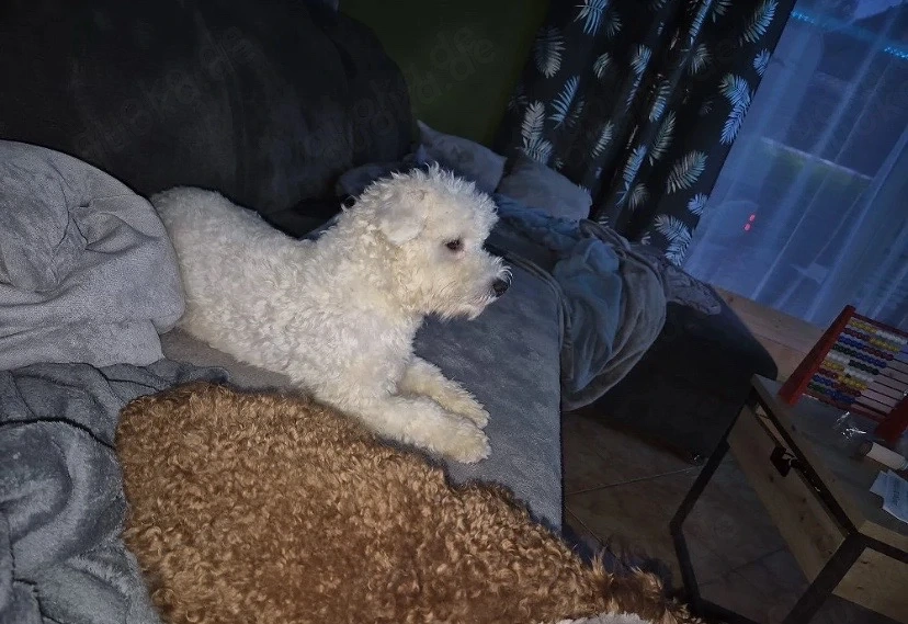 Maltipoo welpen