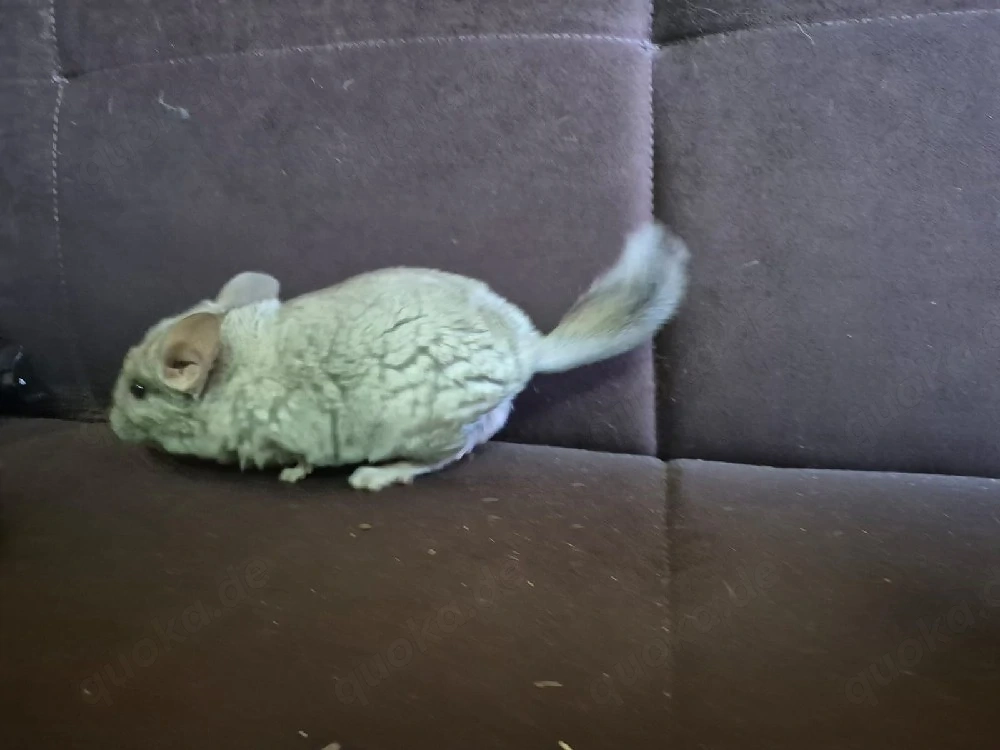 Männliches Chinchilla Baby 