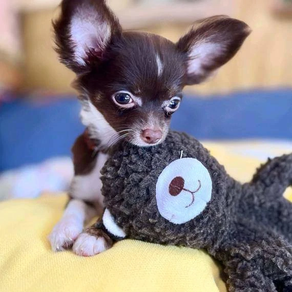 Niedliche Chihuahua-Welpen 