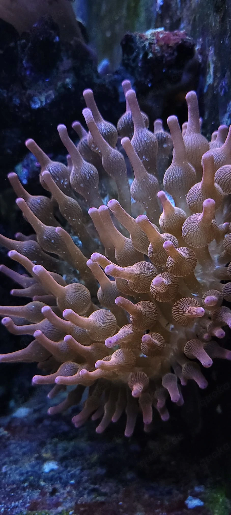 Entacmaea quadricolor Blasenanemone Sunburst