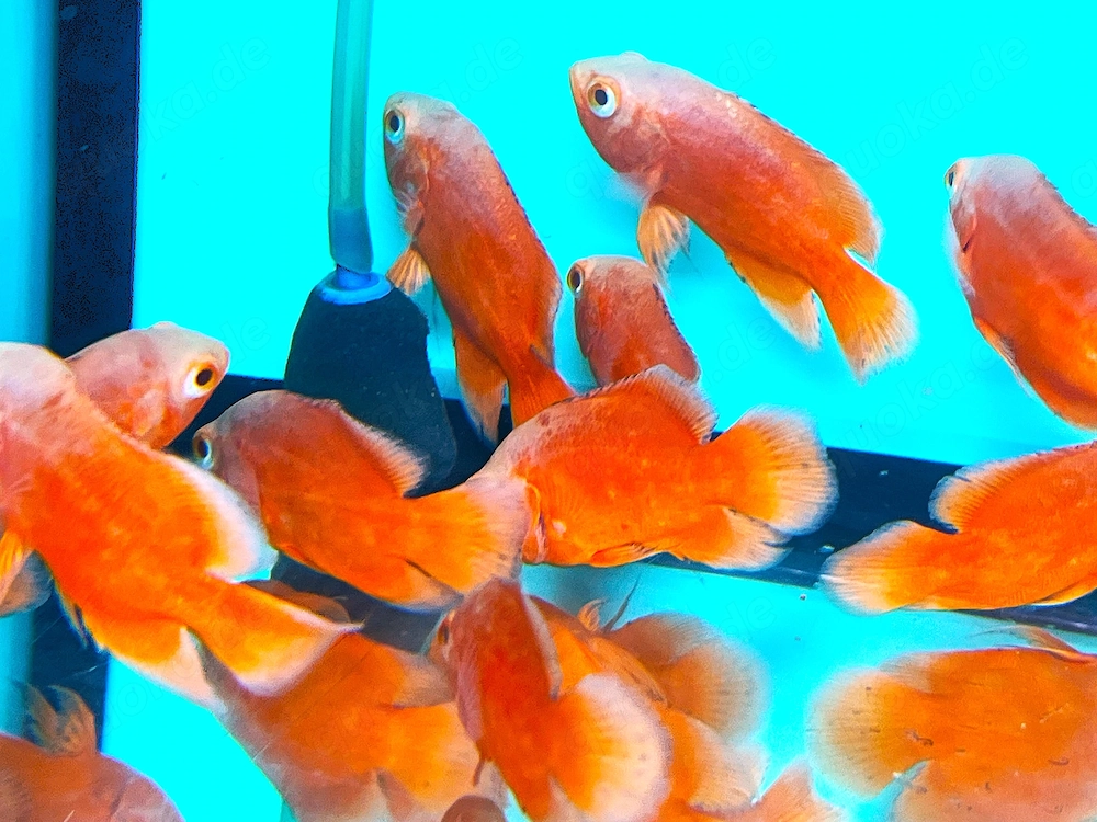 Pfauenaugenbuntbarsch albino red - "Red Chili"
