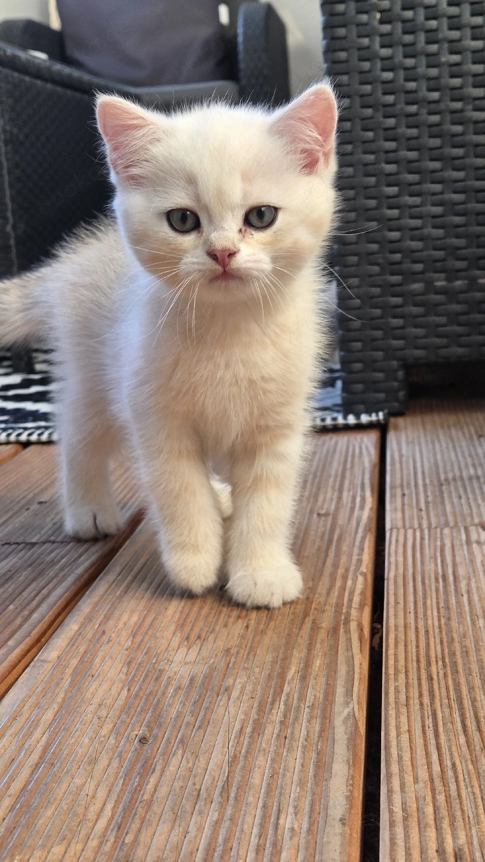3 süße bkh kater 