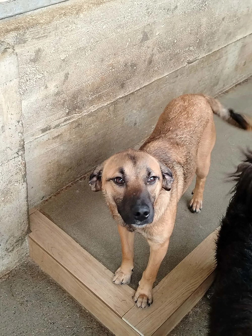 Lieber Mischlingsrüde Rocky sucht seine Menschen