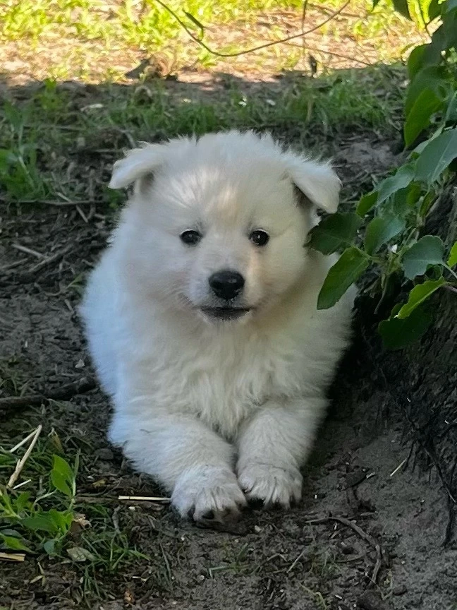 Deutscher Großspitz Spitz Welpe schwarz weiß